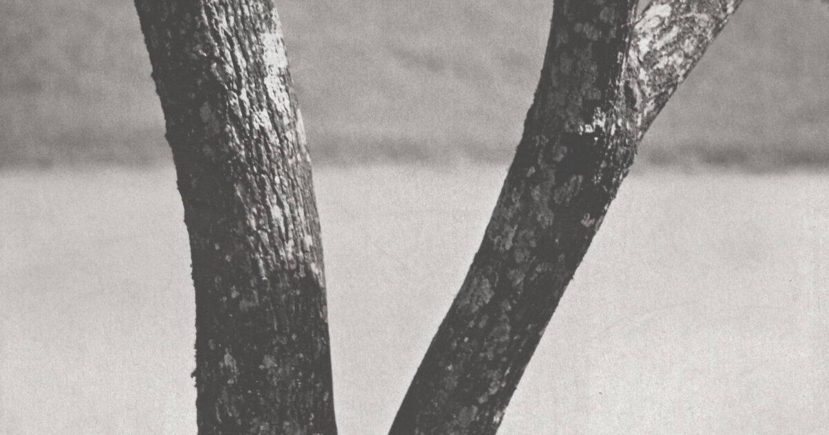 Shinzo et Roso Fukuhara, Photographies 19131941 by… Fondation